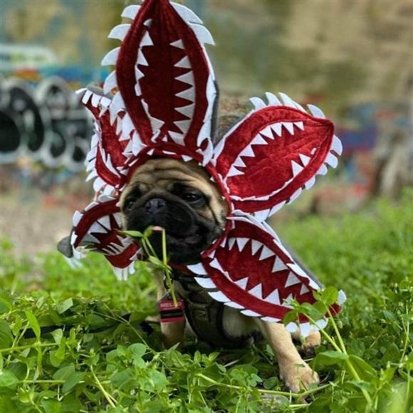 Dog Dog Halloween Costume Stranger Things Demodog Poshmark
